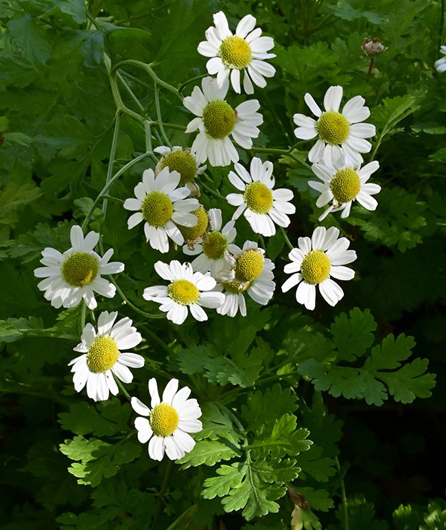 Feverfew