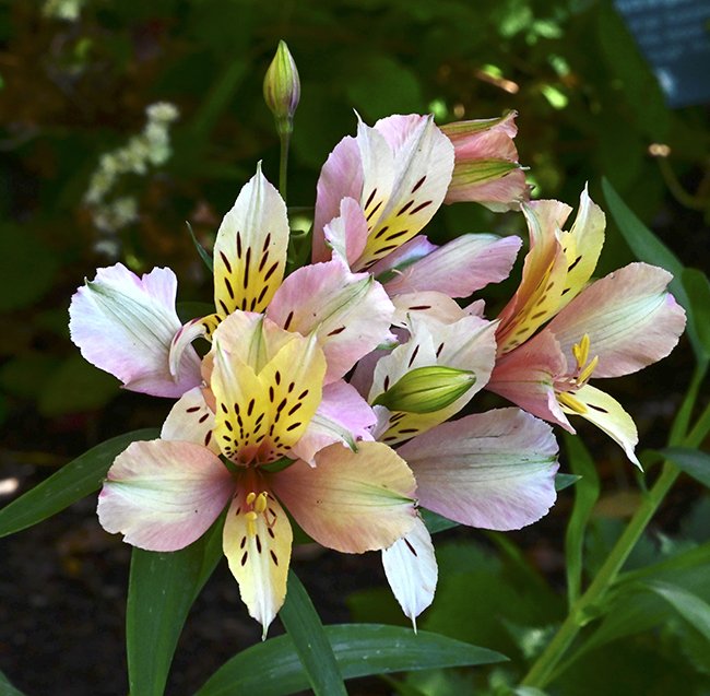 Alstroemeria &#x27;Koice&#x27;