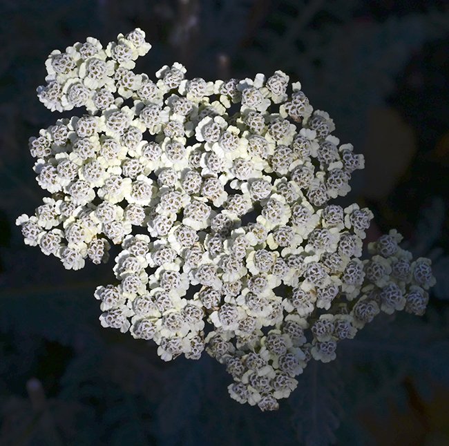 Yarrow