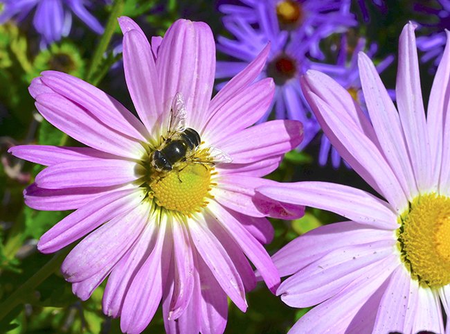 Chrysanthemum