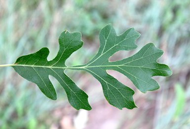 6544-Quercus-gambelii-x-Quercus-macrocarpa-Leaf-SQS12-1-plant-collections