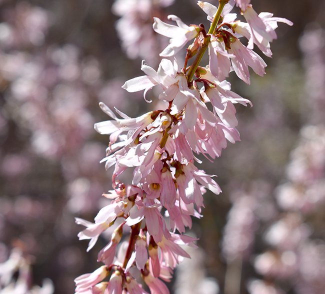 Abeliophyllum-distichum-&#x27;Rosea&#x27;-Flowers-1-MJD21.JPG