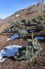 Abies-'Charming-Chub'-Group-Planting-Winter-1-HMS21.JPG