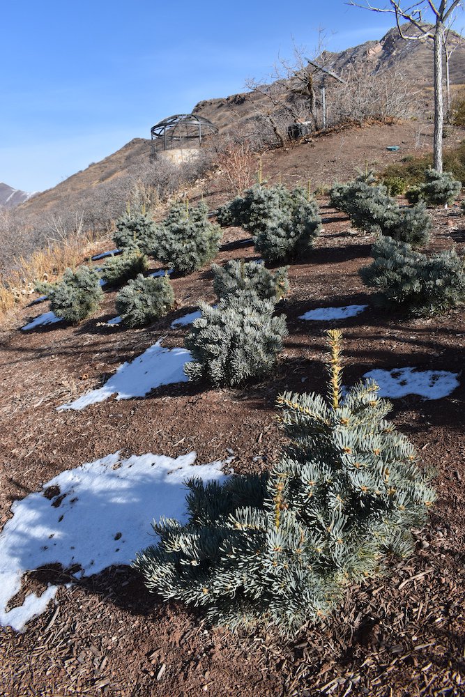 Abies-'Charming-Chub'-Group-Planting-Winter-1-HMS21.JPG