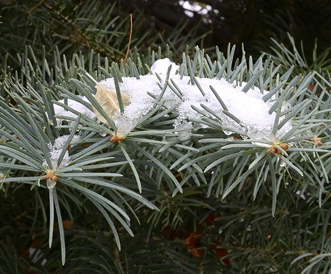 Abies-concolor-Leaves-1-Winter-GLE25