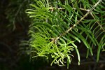 Abies-concolor-Needles-1-GLE21.JPG