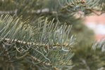 Abies-concolor-leaves-1-HMS21.JPG