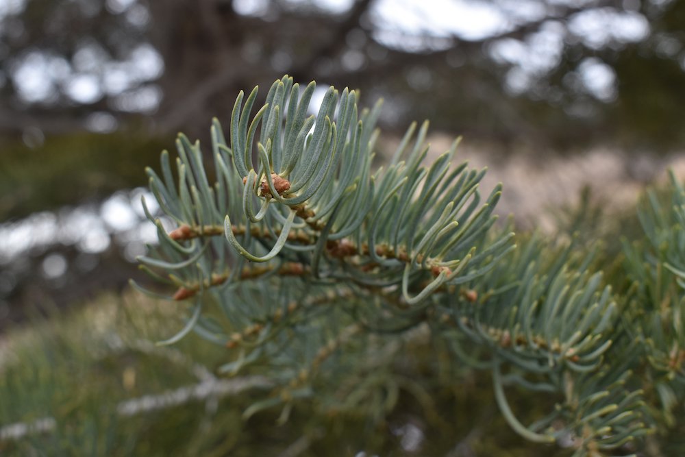 Abies-concolor-leaves-2-HMS21.JPG