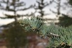 Abies-concolor-leaves-3-HMS21.JPG