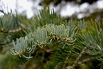 Abies-concolor-leaves-4-HMS21.JPG