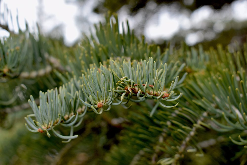 Abies-concolor-leaves-4-HMS21.JPG