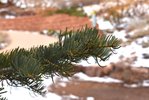 Abies-concolor-leaves-5-HMS21.JPG