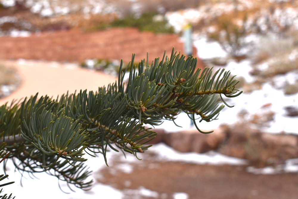 Abies-concolor-leaves-5-HMS21.JPG