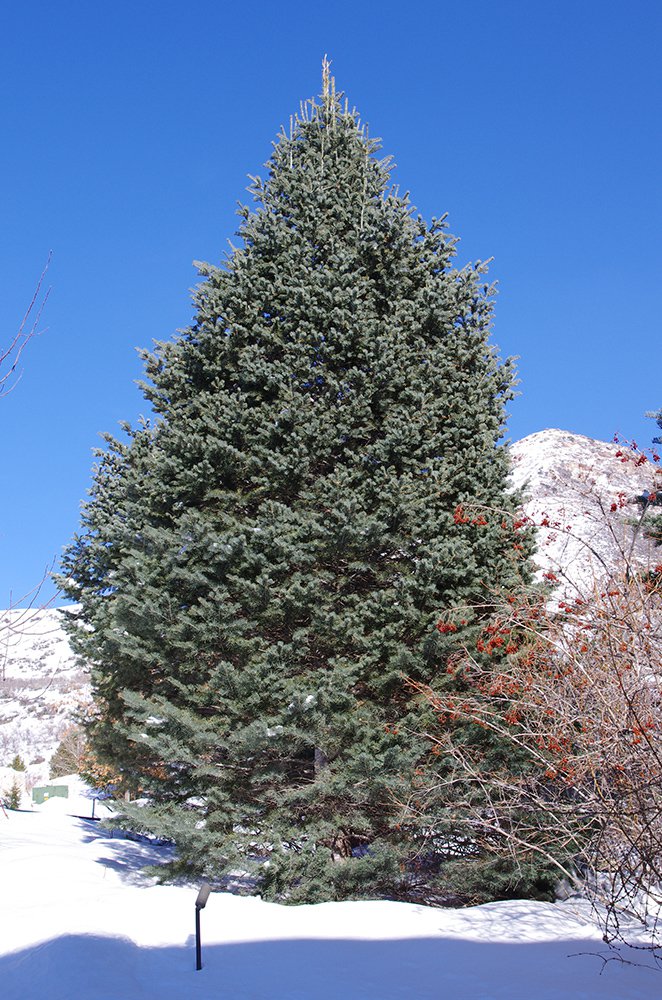 Abies concolor Habit JWB13.JPG