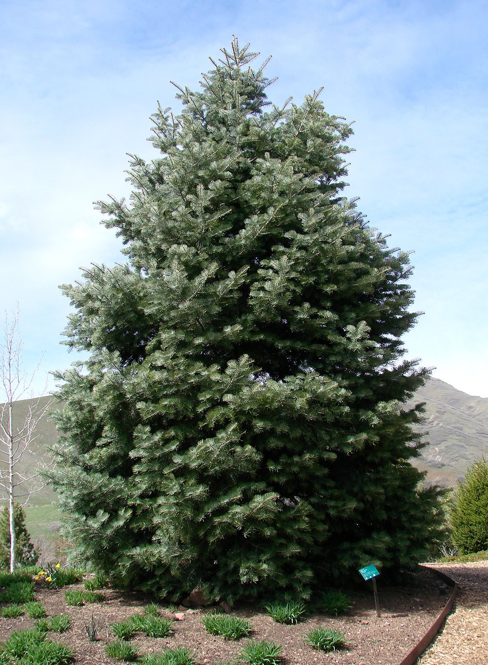 Abies concolor Habit KA13.JPG