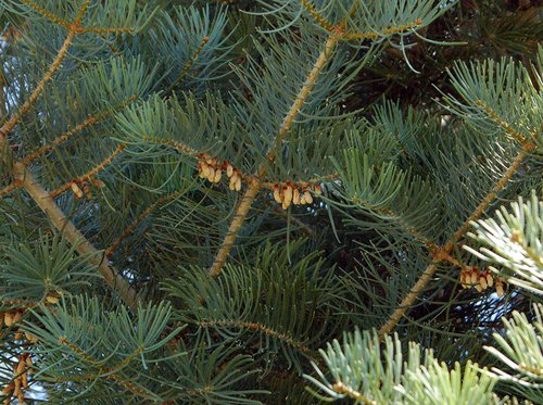 Abies concolor Male Cones JWB.JPG
