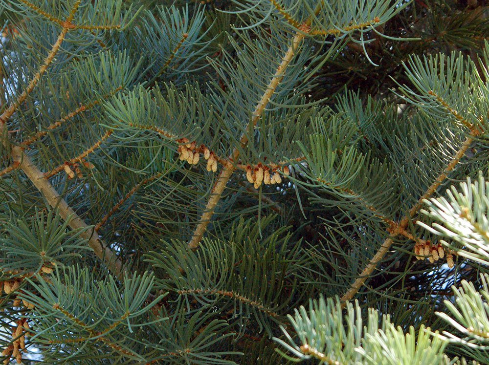 Abies concolor Male Cones JWB.JPG
