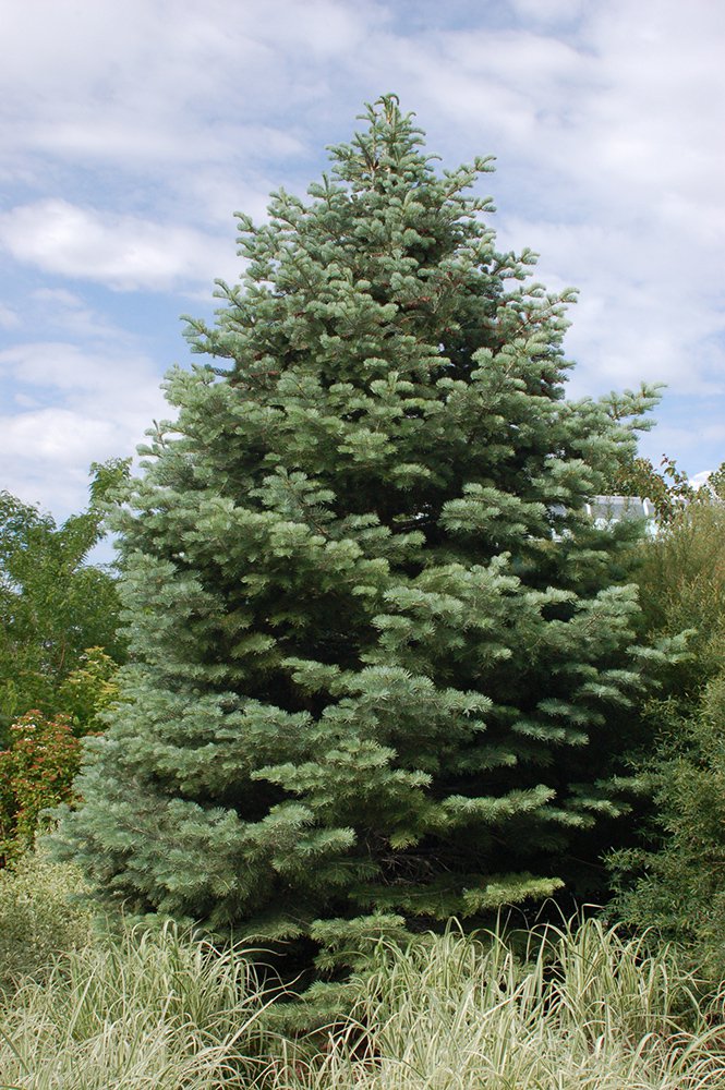 Abies concolor habit JWB1.JPG