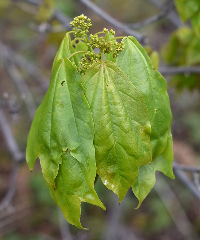 Acer-buergerianum-Flowers-and-Leaves-1-JWB21.JPG