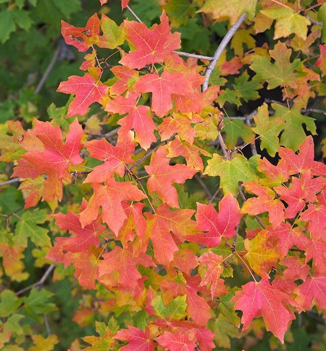 Acer-grandidentatum-Fall-Color-1-JWB22