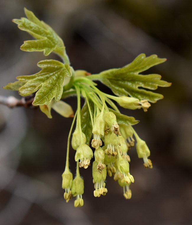 Acer-grandidentatum-Flowers-2-JWB21.JPG