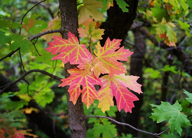 Acer-grandidentatum-Leaves-Fall-1-HMS23