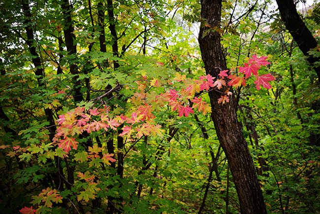 Acer-grandidentatum-Leaves-Fall-HMS23