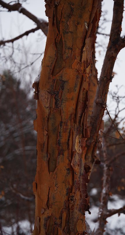 Acer-griseum-Bark-Winter-HMS23