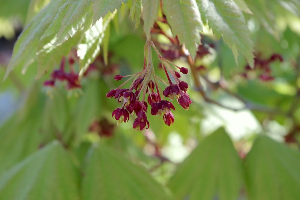 Acer-japonicum-'Vitifolium'-Flowers-Spring-2-HMS18.JPG
