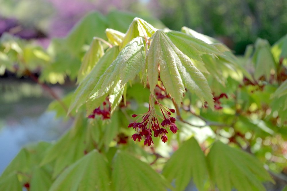 Acer-japonicum-'Vitifolium'-Flowers-Spring-3-HMS18.JPG