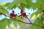 Acer-japonicum-'Vitifolium'-Flowers-Spring-4-HMS18.JPG