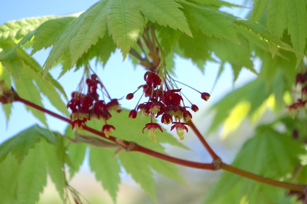 Acer-japonicum-'Vitifolium'-Flowers-Spring-4-HMS18.JPG