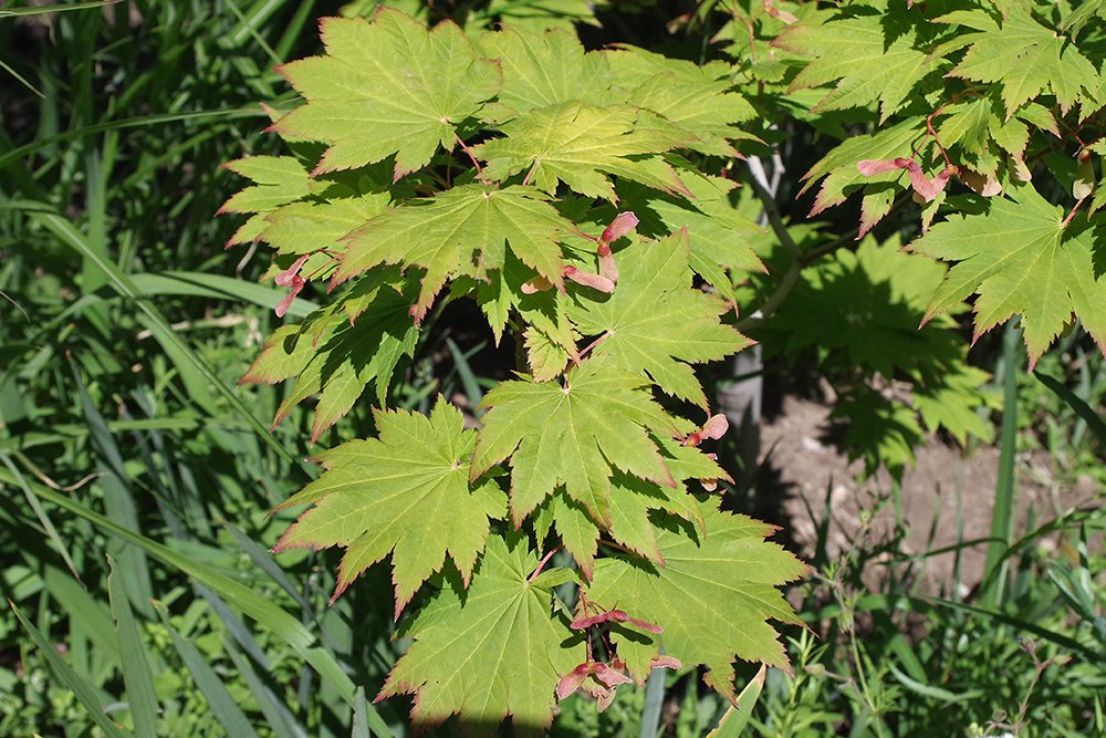 Acer-japonicum-Vitifolium-Leaves-1-SUM18.JPG