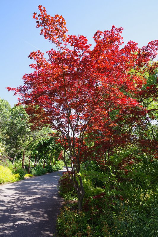 Acer-palmatum-'Bloodgood'-Habit-Summer-HMS25