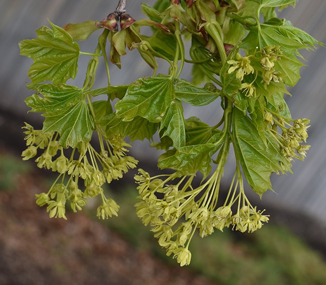 Acer-platanoides-Flowers-and-Leaves-2-JWB21.JPG