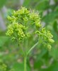 Acer buergerianum Inflorescence JWB12.JPG