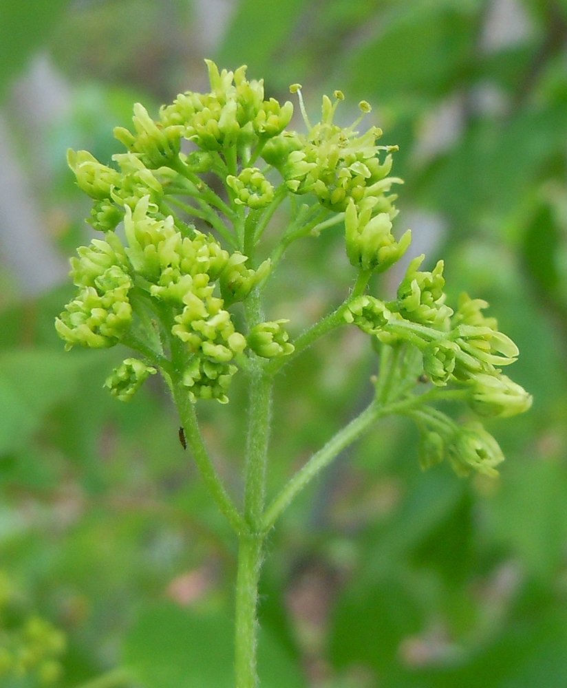 Acer buergerianum Inflorescence JWB12.JPG