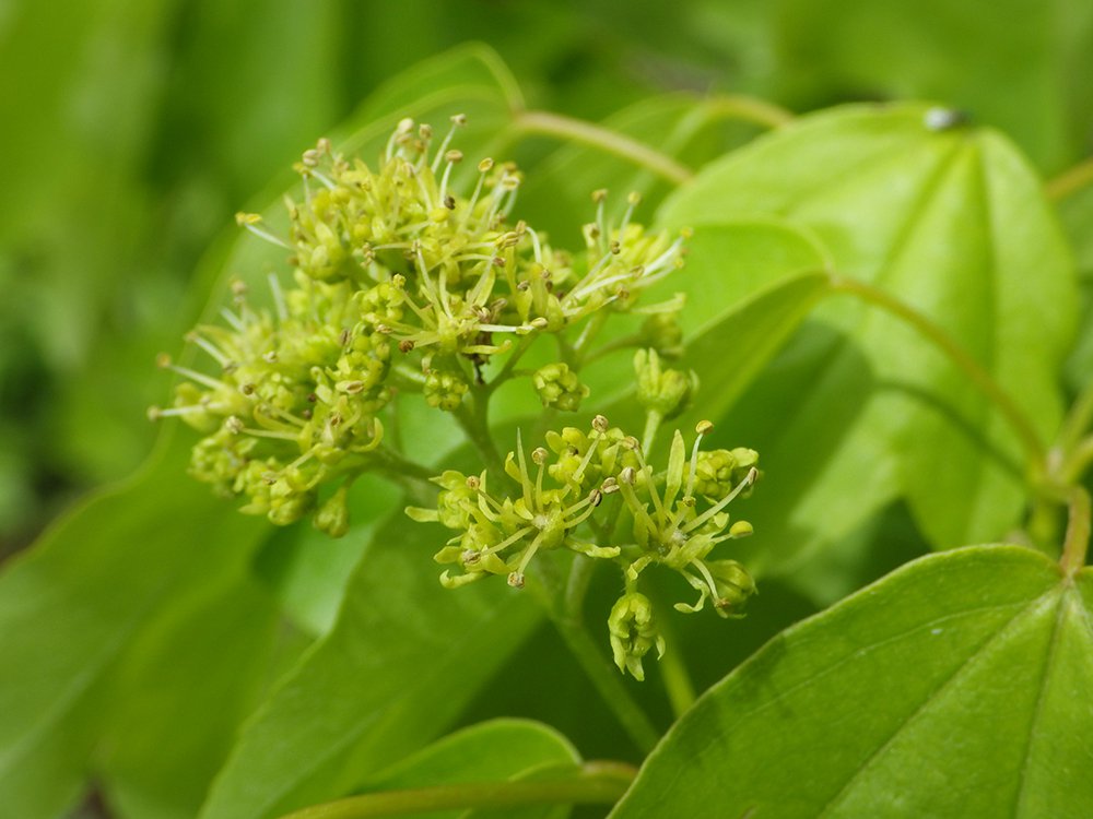 Acer buergerianum Inflorescence JWB16.JPG