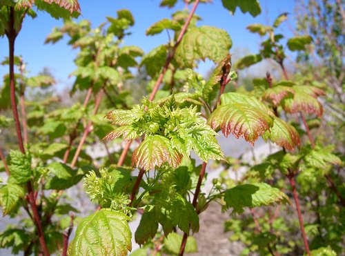 Acer glabrum Flowers 04.JPG