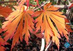 Acer japonicum 'Aconitifolium' Fall Color HMS.JPG