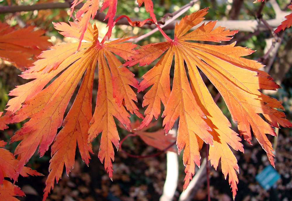 Acer japonicum 'Aconitifolium' Fall Color HMS.JPG