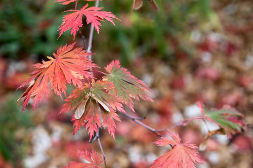 Acer japonicum 'Aconitifolium' Fall Seed SQS14.JPG