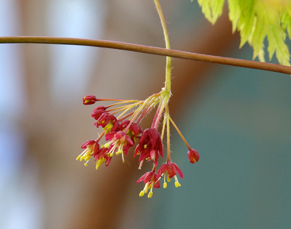 Acer japonicum 'Aconitifolium' Flowers 2 JWB14.JPG