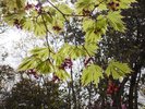 Acer japonicum 'Aconitifolium' Leaf Contrast HMS16.JPG