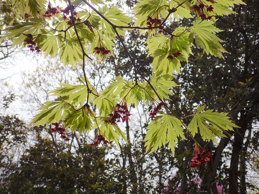 Acer japonicum 'Aconitifolium' Leaf Contrast HMS16.JPG