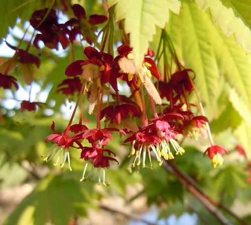 Acer japonicum 'Vitifolium' Flowers JWB12.JPG