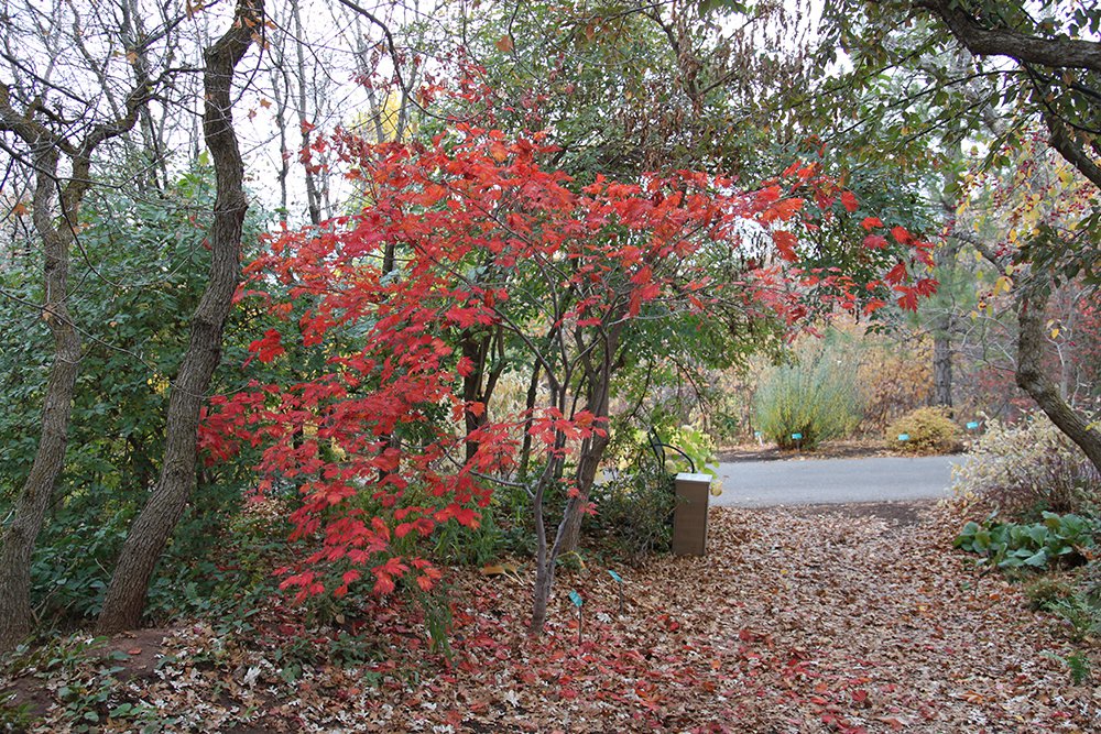 Acer japonicum ' Acontifolium' Habit SQS14.JPG