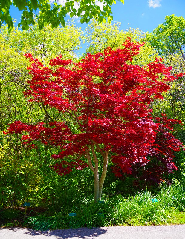 Acer palmatum Habit Spring HMS22