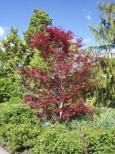 Acer palmatum 'Trompenburg' Habit HMS16.JPG
