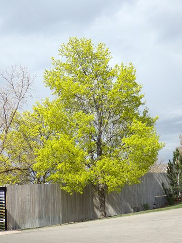 Acer platanoides Habit in Bloom JWB16.JPG